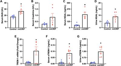 Extracellular CIRP induces acute kidney injury via endothelial TREM-1